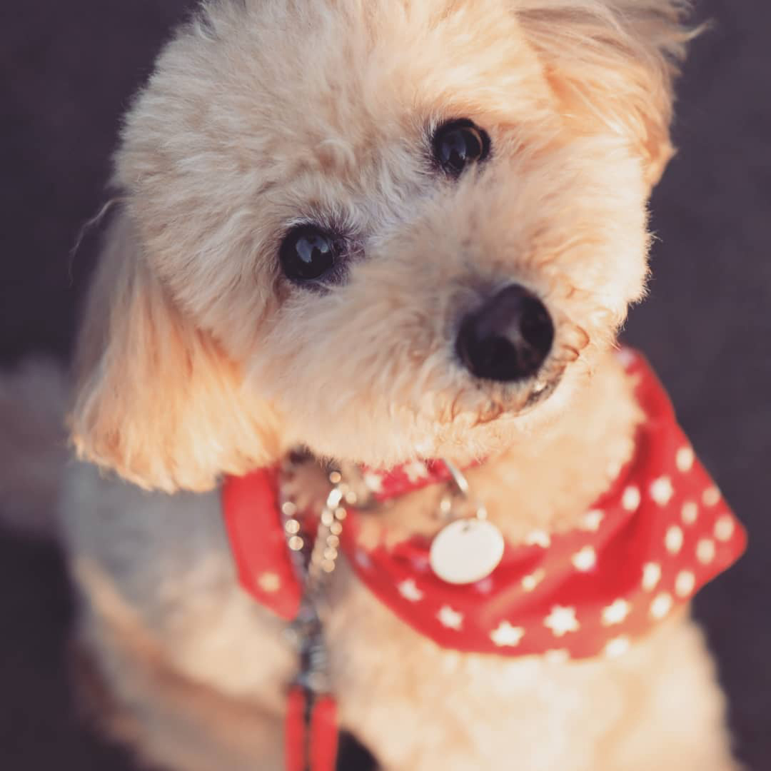 愛犬のワッフルさん